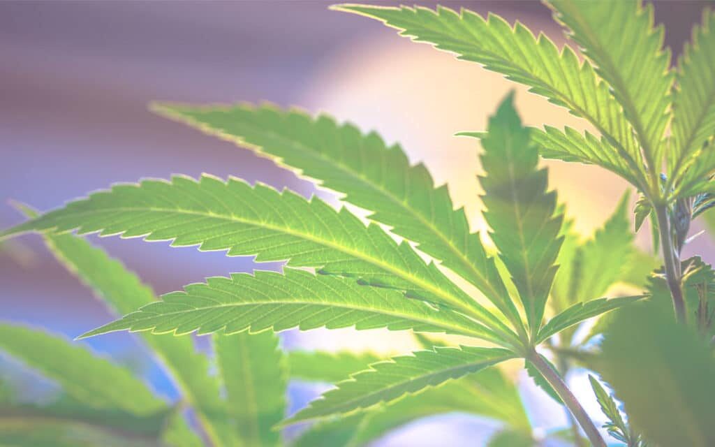 Hvorfor er Hash ulovligt i Danmark?